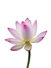 Isolated PNG Lotus Flower, GENERATIVE AI
