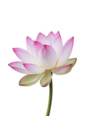 Isolated PNG Lotus Flower, GENERATIVE AI