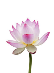 Isolated PNG Lotus Flower, GENERATIVE AI