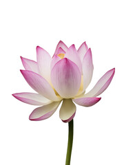 Isolated PNG Lotus Flower, GENERATIVE AI