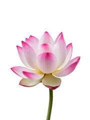 Isolated PNG Lotus Flower, GENERATIVE AI
