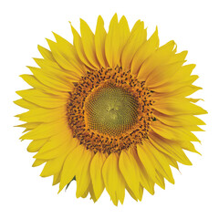 Fototapeta premium Isolated PNG Sunflower , GENERATIVE AI