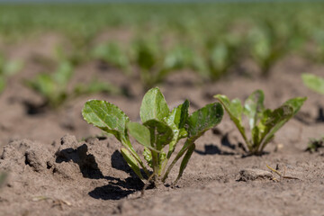 a field with white beetroot for the production of white beet sugar
