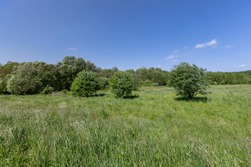 deciduous trees in windy weather in swaying foliage
