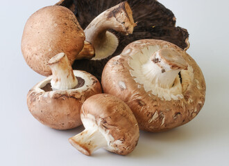 Close-up Images Of Brown And White Mushrooms On A White Background