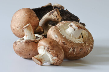 Close-up Images Of Brown And White Mushrooms On A White Background