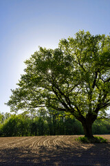 a single growing oak tree in an agricultural field