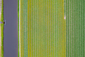 Aerial view of diagonal pattern of fields in Netherlands countryside.