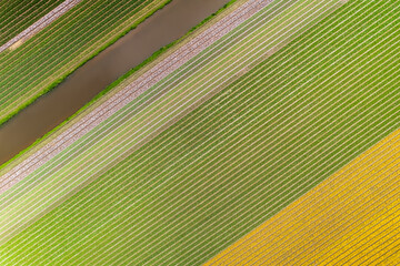 Top down view of diagonal pattern of fields in Netherlands countryside.