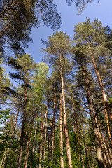 pine forest with tall trees against a blue sky background