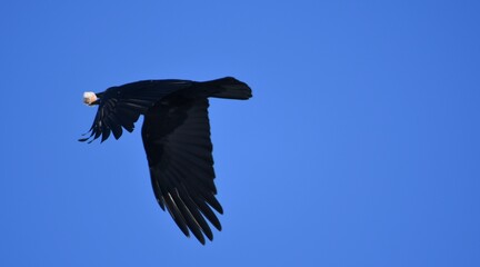 a black crow flies with a piece of bread in its beak against a background of blue sky