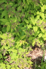 green leaves in the garden