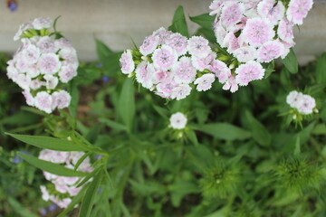 flowers
