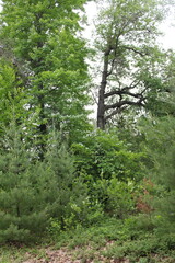 green forest in the morning