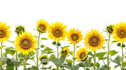 SUNFLOWERS. png