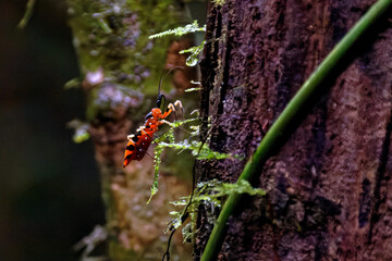 Baumwanze im Dschungel von Borneo
