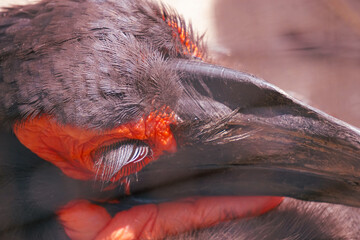 Close up of a hornbill © niklas storm