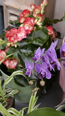 orchidée chez le fleuriste