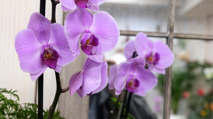 petite orchidée