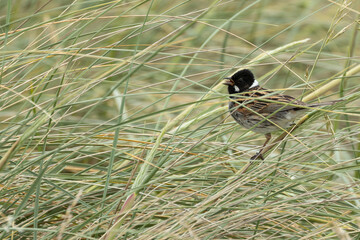 Reed Bunting (Emberiza schoeniclus) - Commonly Found in Europe and Asia