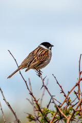 Reed Bunting (Emberiza schoeniclus) - Commonly Found in Europe and Asia