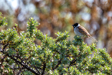 Reed Bunting (Emberiza schoeniclus) - Commonly Found in Europe and Asia