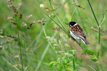 Reed Bunting (Emberiza schoeniclus) - Commonly Found in Europe and Asia
