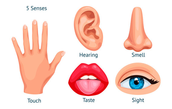 Cartoon sense organs. Five senses and sensation human sensory organ, taste smell hearing touch vision mouth tongue ear nose eye hand, 5 sens