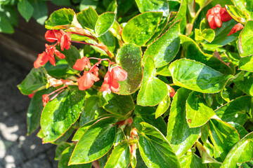 Begonia flowers and wet leaves, wax begonia after rain, droplets on foliage, garden bloom, petals...