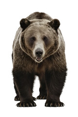 Fototapeta premium Isolated PNG Grizzly Bear Wildlife, GENERATIVE AI
