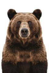 Fototapeta premium Isolated PNG Grizzly Bear Wildlife, GENERATIVE AI