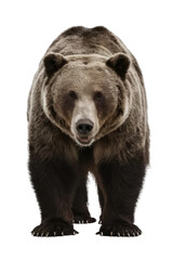 Fototapeta premium Isolated PNG Grizzly Bear Wildlife, GENERATIVE AI
