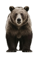 Obraz premium Isolated PNG Grizzly Bear Wildlife, GENERATIVE AI