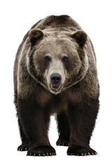 Fototapeta premium Isolated PNG Grizzly Bear Wildlife, GENERATIVE AI