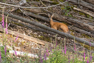 Fototapete bei efototapeten.de bestellen   