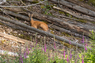 Reh liegt im Wald mit Fingerhut