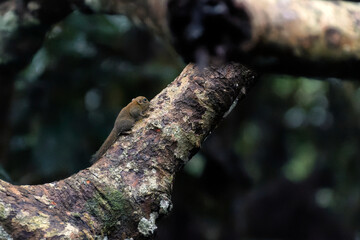 Kleines maus&auml;hnliches Nagetier im Dschungel von Borneo