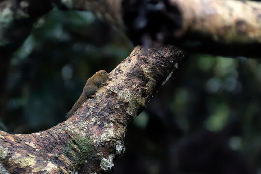 Kleines maus&auml;hnliches Nagetier im Dschungel von Borneo