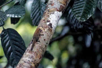 Kleines maus&auml;hnliches Nagetier im Dschungel von Borneo