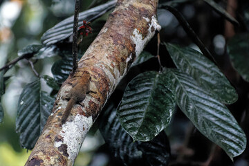 Kleines Nagetier im Dschungel von Borneo
