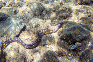 The Mediterranean moray, also known as Roman eel - 
(muraena helena)