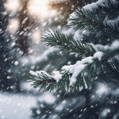 Snow Fell on the Pine Trees for Winter Background
