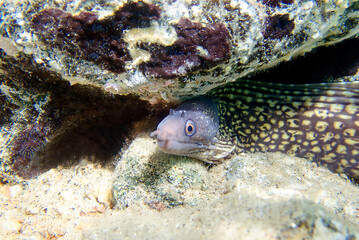 The Mediterranean moray, also known as Roman eel - 
(muraena helena)
