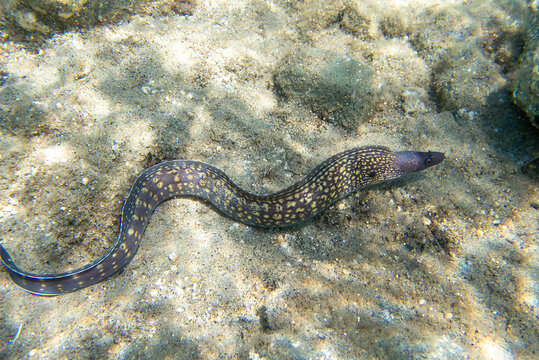 The Mediterranean moray, also known as Roman eel - 
(muraena helena)