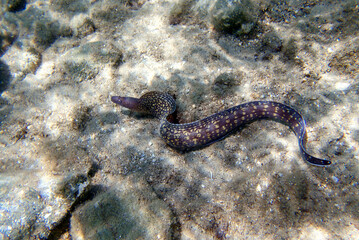 The Mediterranean moray, also known as Roman eel - 
(muraena helena)