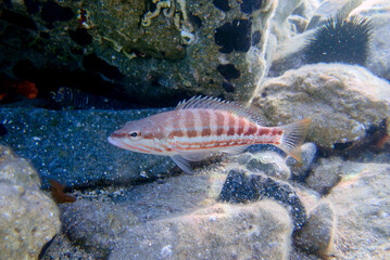 The comber fish - (Serranus cabrilla)