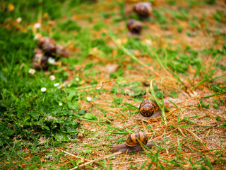 Big snails gathered on a field during mating season. Abstract dating and meeting new love flame concept. Growing theme.