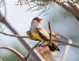 A Western Kingbird baby bird perched on a pine branch waiting for its parent to return with food.