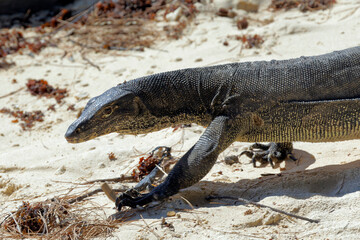 Leguan am Strand - Indischer Ozean