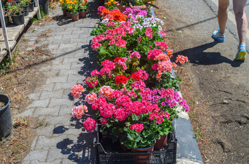 Naklejka premium geranium blooms outdoors under date palms 2